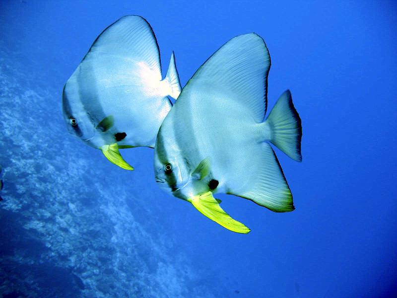 2013 02 18 Yann (17) Fatu_b.jpg